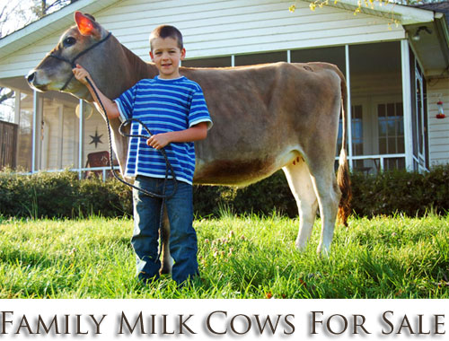 The Family Milk Cow